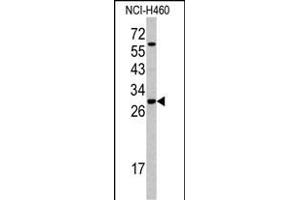 Western blot analysis of SFRS5 antibody (Center Y85) (ABIN390554 and ABIN2840889) in NCI- cell line lysates (35 μg/lane). (SRSF5 抗体  (AA 70-97))