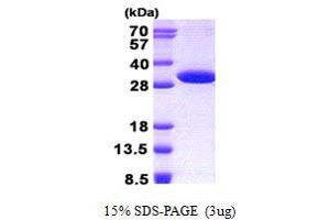 Image no. 1 for Nudix (Nucleoside Diphosphate Linked Moiety X)-Type Motif 14 (NUDT14) protein (His tag) (ABIN1098539)