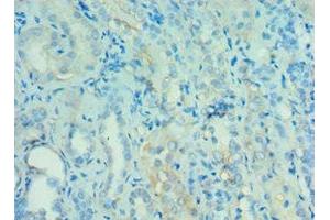 Immunohistochemistry of paraffin-embedded human kidney tissue using ABIN7144121 at dilution of 1:100 (ANGPTL4 抗体  (AA 26-406))
