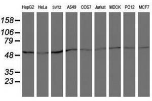 Image no. 2 for anti-Archain 1 (ARCN1) antibody (ABIN1497572) (ARCN1 抗体)