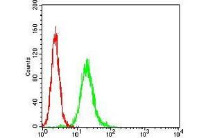 Flow cytometric analysis of Hela cells using APP mouse mAb (green) and negative control (red). (APP 抗体  (AA 483-699))