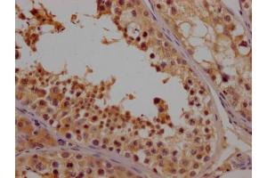 IHC image of ABIN7161793 diluted at 1:100 and staining in paraffin-embedded human testis tissue performed on a Leica BondTM system. (NFAT1 抗体  (AA 210-440))