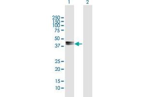 Western Blot analysis of PDGFD expression in transfected 293T cell line by PDGFD MaxPab polyclonal antibody. (PDGFD 抗体  (AA 1-364))
