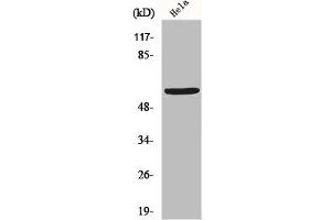 Western Blot analysis of Hela cells using GM2/GD2 synthase Polyclonal Antibody (B4GALNT1 抗体  (Internal Region))