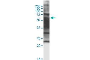 SPZ1 monoclonal antibody (M08), clone 3D12. (SPZ1 抗体  (AA 1-430))