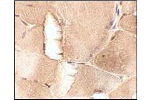 Immunohistochemistry of JPH1 in mouse skeletal muscle tissue with this product at 2. (Junctophilin 1 抗体  (C-Term))