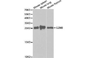 Western Blotting (WB) image for anti-Granzyme B (GZMB) antibody (ABIN1875446) (GZMB 抗体)