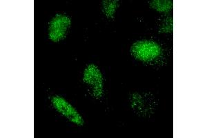 Immunofluorescence (IF) image for anti-REST Corepressor 3 (RCOR3) (AA 445-495) antibody (ABIN7449047)