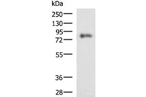 Western blot analysis of HepG2 cell lysate using PRKCSH Polyclonal Antibody at dilution of 1:1350 (PRKCSH 抗体)