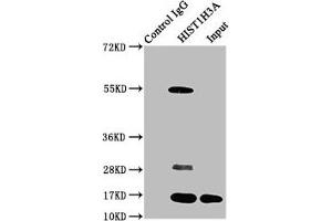 Immunoprecipitating HIST1H3A in HepG2 whole cell lysate (treated with 30 mM sodium butyrate for 4h) Lane 1: Rabbit control IgG instead of ABIN7139182 in HepG2 whole cell lysate (treated with 30 mM sodium butyrate for 4h). (HIST1H3A 抗体  (acLys4))