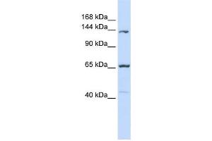 Western Blotting (WB) image for anti-Protocadherin 12 (PCDH12) antibody (ABIN2459088) (PCDH12 抗体)