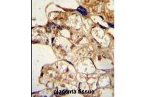 Immunohistochemistry (Paraffin-embedded Sections) (IHC (p)) image for anti-ATP-Binding Cassette, Sub-Family G (WHITE), Member 2 (ABCG2) (AA 305-335), (Center) antibody (ABIN388306)