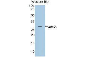 Western Blotting (WB) image for anti-CD40 Ligand (CD40LG) (AA 111-261) antibody (ABIN1858308) (CD40 Ligand 抗体  (AA 111-261))