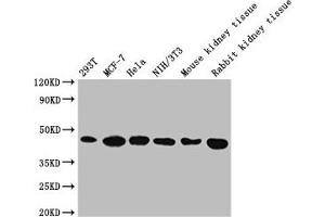 Western Blotting (WB) image for anti-Actin, beta (ACTB) (AA 1-50) antibody (ABIN7127368)