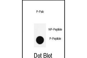 Dot blot analysis of anti-Phospho-Nanog- Antibody (ABIN390033 and ABIN2839783) on nitrocellulose membrane. (Nanog 抗体  (pSer285))
