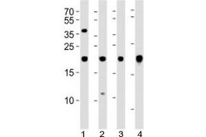 Western blot analysis of lysate from 1) U-87 MG, 2) SK-N-MC cell line, 3) human heart and 4) mouse heart tissue using HES5 antibody at 1:1000. (HES5 抗体)