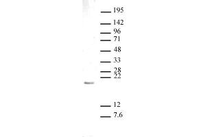 Histone H3 monomethyl Lys27 antibody (pAb) tested by Western blot. (Histone 3 抗体  (meLys27))