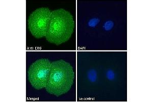 Immunofluorescence (IF) image for anti-ERG, ETS transcription factor (ERG) (C-Term) antibody (ABIN185550)