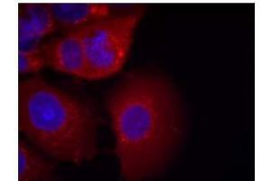 Image no. 3 for anti-Glycogen Synthase Kinase 3 alpha (GSK3a) (Ser21) antibody (ABIN197104) (GSK3 alpha 抗体  (Ser21))