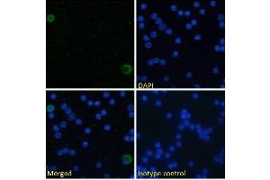 Immunofluorescence staining of fixed mouse splenocytes with anti-ICOSL (inducible T-cell costimulator ligand) antibody HK5. (Recombinant ICOSLG 抗体)