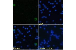 Immunofluorescence staining of fixed mouse splenocytes with anti-ICOSL (inducible T-cell costimulator ligand) antibody HK5. (Recombinant ICOSLG 抗体)