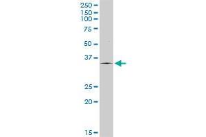 TPSAB1 MaxPab rabbit polyclonal antibody. (TPSAB1 抗体  (AA 1-275))