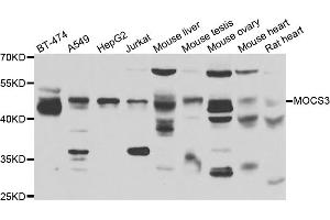 Western blot analysis of extracts of various cell lines, using MOCS3 antibody. (MOCS3 抗体)