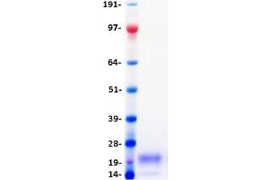 Validation with Western Blot
