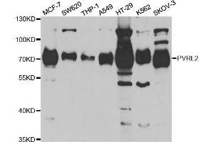 Western blot analysis of extracts of various cell lines, using PVRL2 antibody (ABIN5973114) at 1/1000 dilution. (PVRL2 抗体)