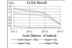 Image no. 1 for anti-Myogenic Factor 6 (MYF6) antibody (ABIN1491689) (MYF6 抗体)