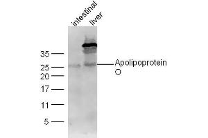 Lane 1: Mouse intestinal lysates Lane 2: Mouse Liver lysates probed with Apolipoprotein O Polyclonal Antibody, Unconjugated  at 1:300 dilution and 4˚C overnight incubation. (APOO 抗体  (AA 101-198))