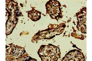Immunohistochemistry of paraffin-embedded human placenta tissue using ABIN7148979 at dilution of 1:100 (CST9L 抗体  (AA 29-147))