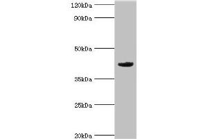 Western blot All lanes: Mortality factor 4-like protein 1 antibody at 2 μg/mL + A549 whole cell lysate Secondary Goat polyclonal to rabbit IgG at 1/10000 dilution Predicted band size: 42, 38, 27 kDa Observed band size: 42 kDa (MORF4L1 抗体  (AA 1-100))