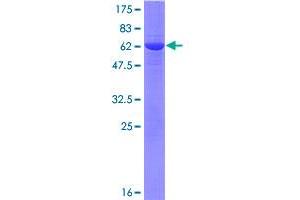 LCMT1 Protein (AA 1-334) (GST tag)