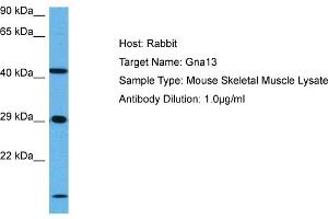 Host: Mouse Target Name: GNA13 Sample Tissue: Mouse Skeletal Muscle Antibody Dilution: 1ug/ml (GNA13 抗体  (N-Term))