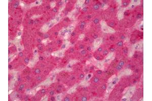 Anti-F9 / Factor IX antibody IHC of human liver. (Coagulation Factor IX 抗体)