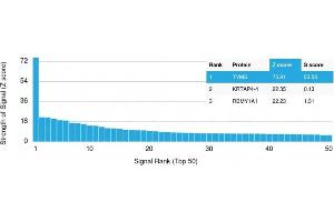 Analysis of Protein Array containing more than 19,000 full-length human proteins using Thymidylate Synthase Monospecific Mouse Monoclonal Antibody (TYMS/1884) Z- and S- Score: The Z-score represents the strength of a signal that a monoclonal antibody (MAb) (in combination with a fluorescently-tagged anti-IgG secondary antibody) produces when binding to a particular protein on the HuProtTM array. (TYMS 抗体  (AA 60-174))