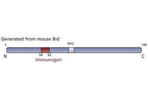 Image no. 1 for anti-BH3 Interacting Domain Death Agonist (BID) (AA 50-62) antibody (ABIN968577) (BID 抗体  (AA 50-62))