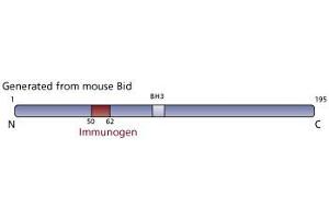 Image no. 1 for anti-BH3 Interacting Domain Death Agonist (BID) (AA 50-62) antibody (ABIN968577)