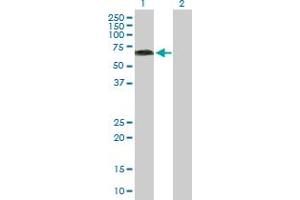 Western Blot analysis of KLC4 expression in transfected 293T cell line by KLC4 MaxPab polyclonal antibody. (KLC4 抗体  (AA 1-619))