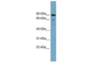 SLC26A9 antibody used at 1 ug/ml to detect target protein. (Slc26a9 抗体  (Middle Region))