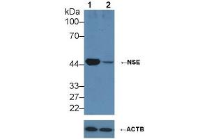 Knockout Varification: ;Lane 1: Wild-type HepG2 cell lysate; ;Lane 2: NSE knockout HepG2 cell lysate; ;Predicted MW: 43,48kDa ;Observed MW: 50kDa;Primary Ab: 2µg/ml Rabbit Anti-Human NSE Antibody;Second Ab: 0. (ENO2/NSE 抗体  (AA 1-434))