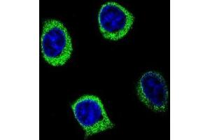 Confocal immunofluorescent analysis of AMY2B Antibody (N-term) (Cat#AP50167PU-N) with 293 cell followed by Alexa Fluor 488-conjugated goat anti-rabbit lgG (green). (AMY2B 抗体  (N-Term))