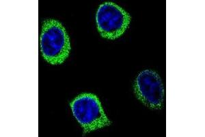 Confocal immunofluorescent analysis of AMY2B Antibody (N-term) (Cat#AP50167PU-N) with 293 cell followed by Alexa Fluor 488-conjugated goat anti-rabbit lgG (green). (AMY2B 抗体  (N-Term))