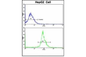 Flow Cytometric analysis of HepG2 cells using LTA Antibody (Center)(bottom histogram) compared to a negative control cell (top histogram). (LTA 抗体  (Middle Region))