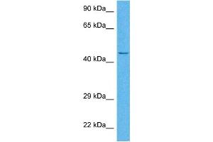 Host:  Rabbit  Target Name:  HSD11B2  Sample Tissue:  Human HepG2 Whole Cell  Antibody Dilution:  1ug/ml (HSD11B2 抗体  (N-Term))