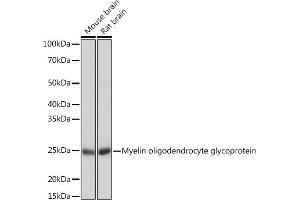 Western blot analysis of extracts of various cell lines, using Myelin oligodendrocyte glycoprotein Rabbit mAb (ABIN7268722) at 1:1000 dilution. (MOG 抗体)