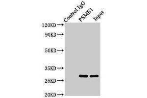 Immunoprecipitating PSME1 in Jurkat whole cell lysate Lane 1: Rabbit control IgG (1 μg) instead of ABIN7164913 in Jurkat whole cell lysate. (PSME1 抗体  (AA 1-249))