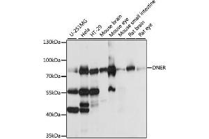 Western blot analysis of extracts of various cell lines, using DNER antibody (ABIN7266727) at 1:1000 dilution. (DNER 抗体  (AA 140-240))