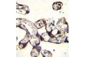 Immunohistochemistry analysis in human placenta tissue (Formalin-fixed, Paraffin-embedded) using FKBP7 / FKBP23  Antibody (C-term), followed by peroxidase conjugation of the secondary antibody and DAB staining. (FKBP7 抗体  (C-Term))